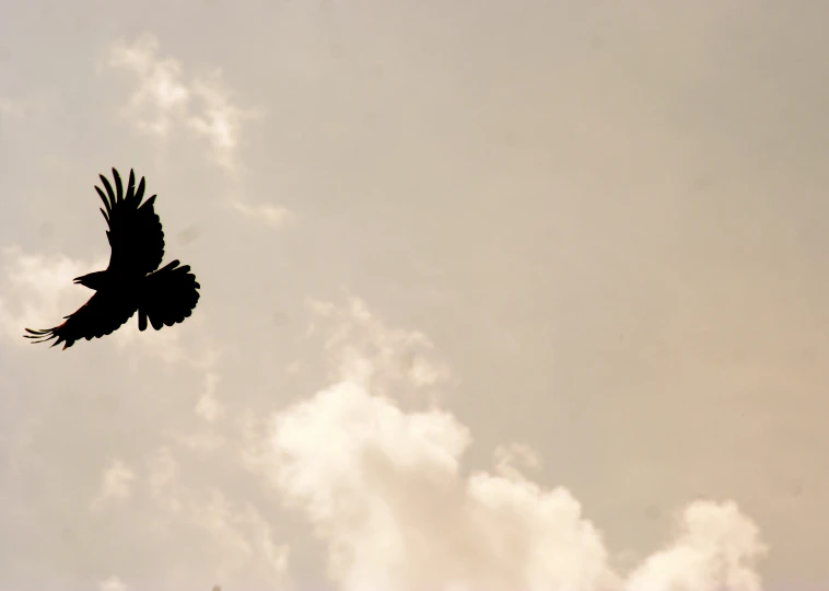 a large black bird flying through the sky