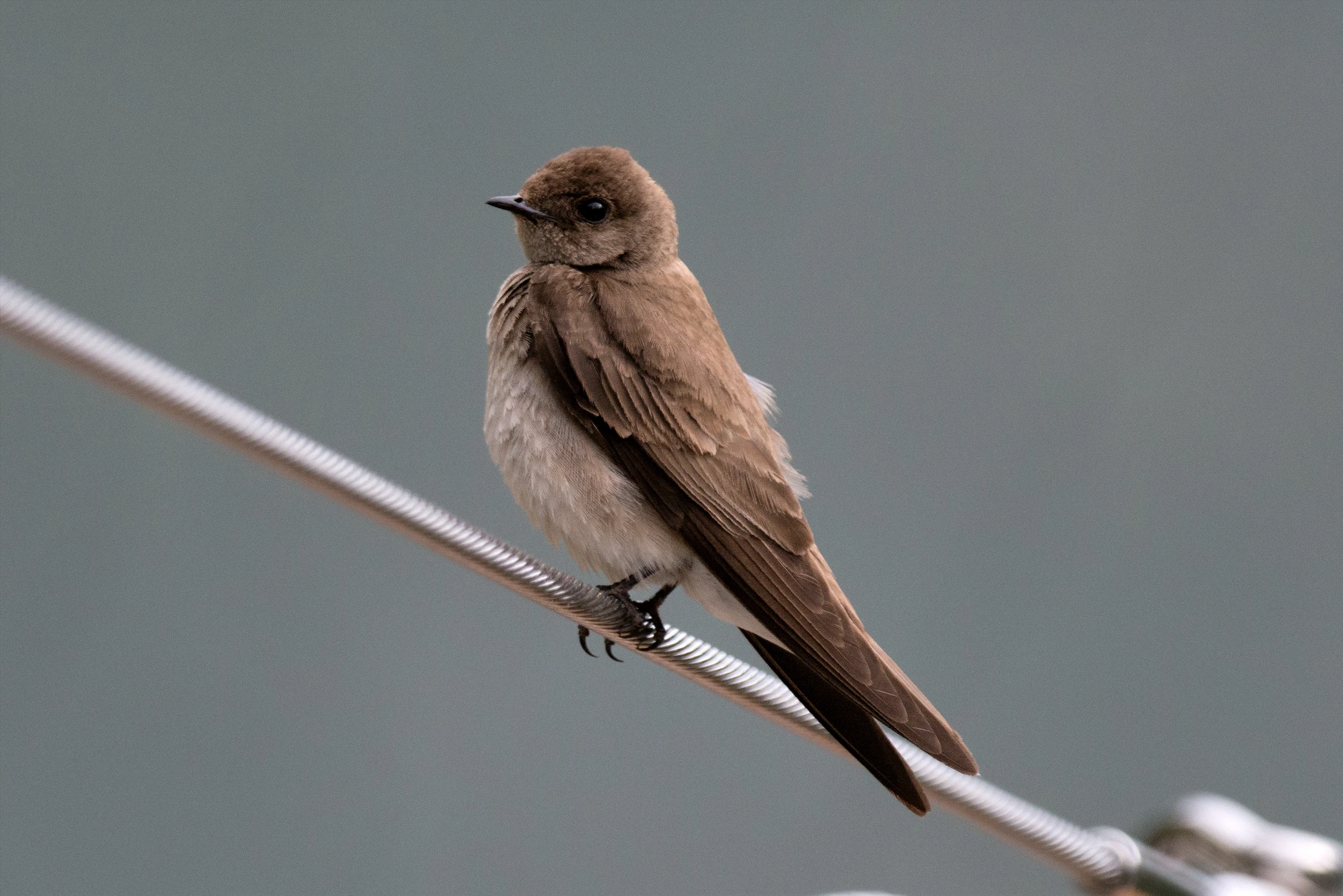 the bird is sitting on the wire outside