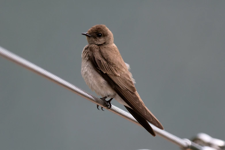 the bird is sitting on the wire outside