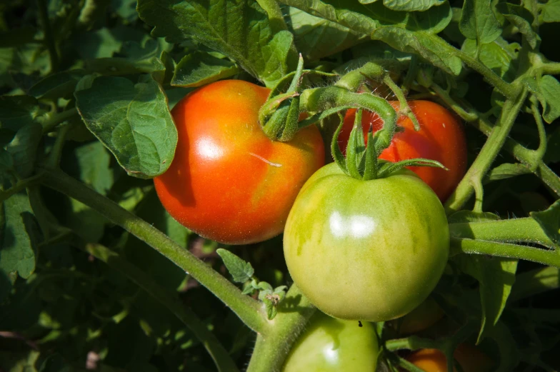 several tomatoes growing on the vine with their leaves and fruits