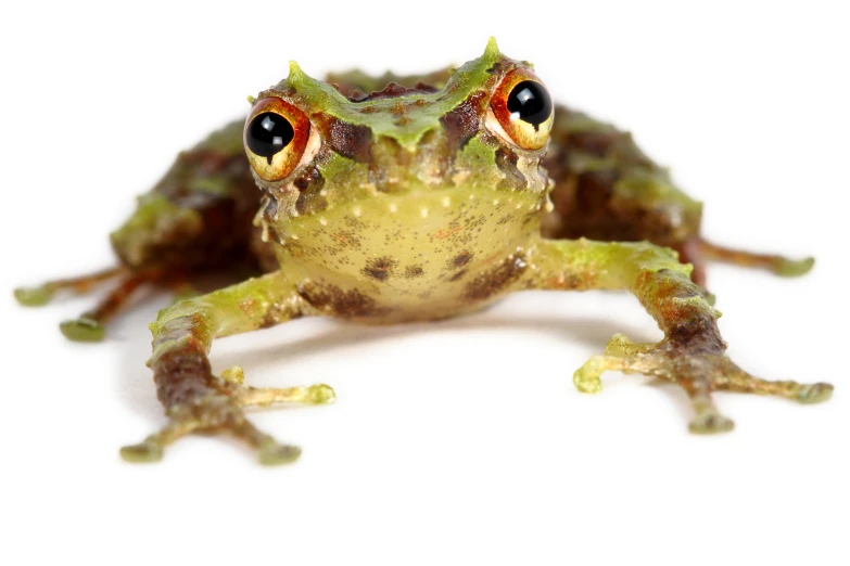 a frog sitting on top of white background