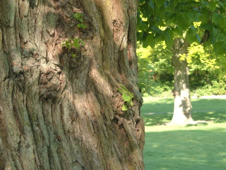 a big old tree that has some little creatures in it