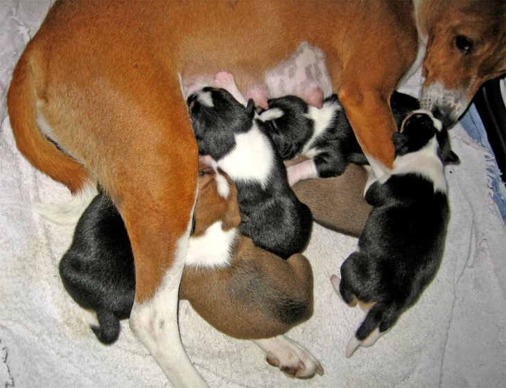 there are three puppies, and one is on top of another