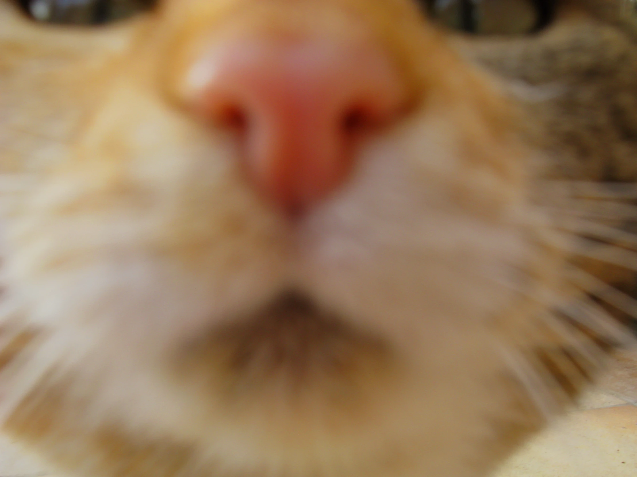 a yellow cat's nose looking up at the camera