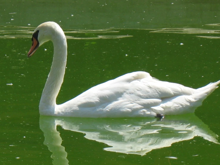 white swan swimming on green water looking for food