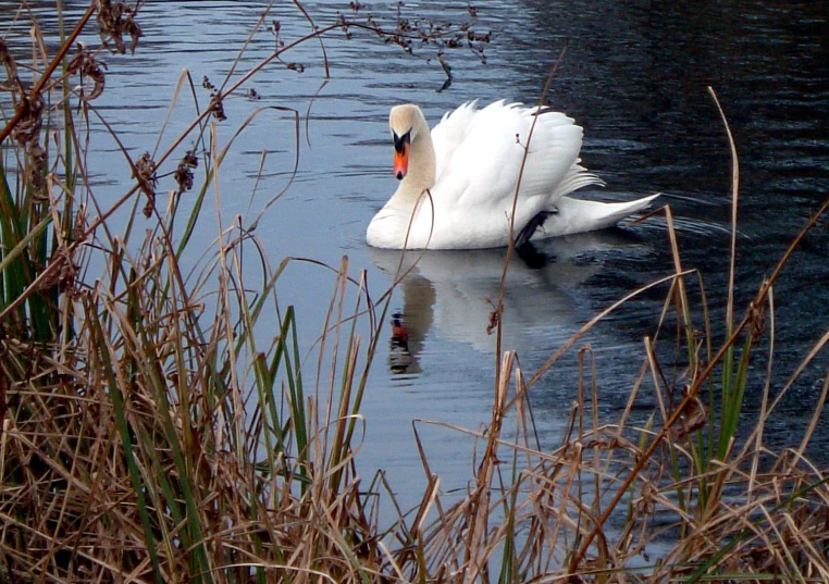 a white swan is floating on some blue water