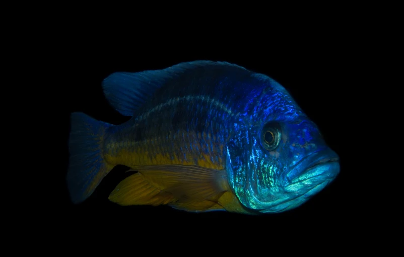 a blue fish in front of a black background