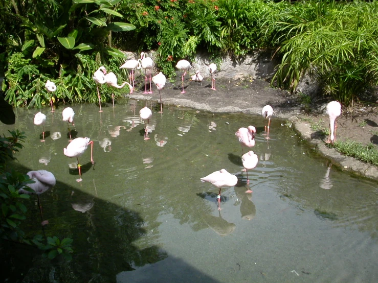 there are flamingos standing in the water