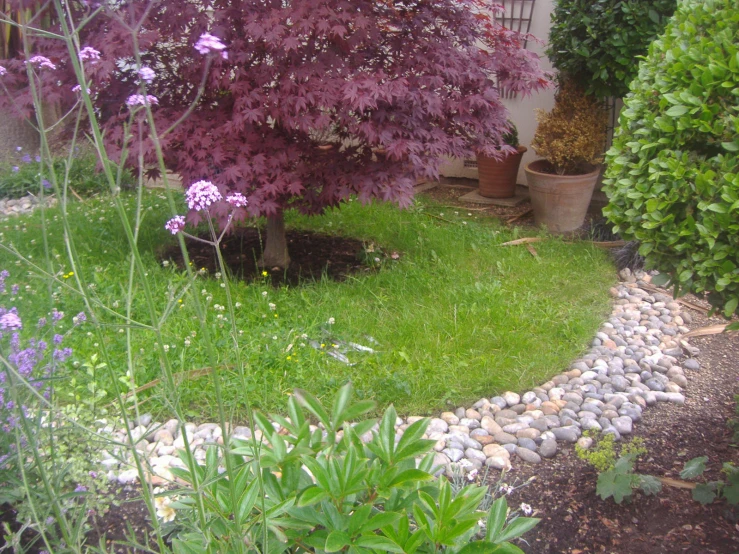 a picture of some plants in a yard