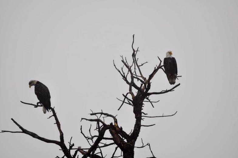 two bald eagle sitting in a tree on a misty day