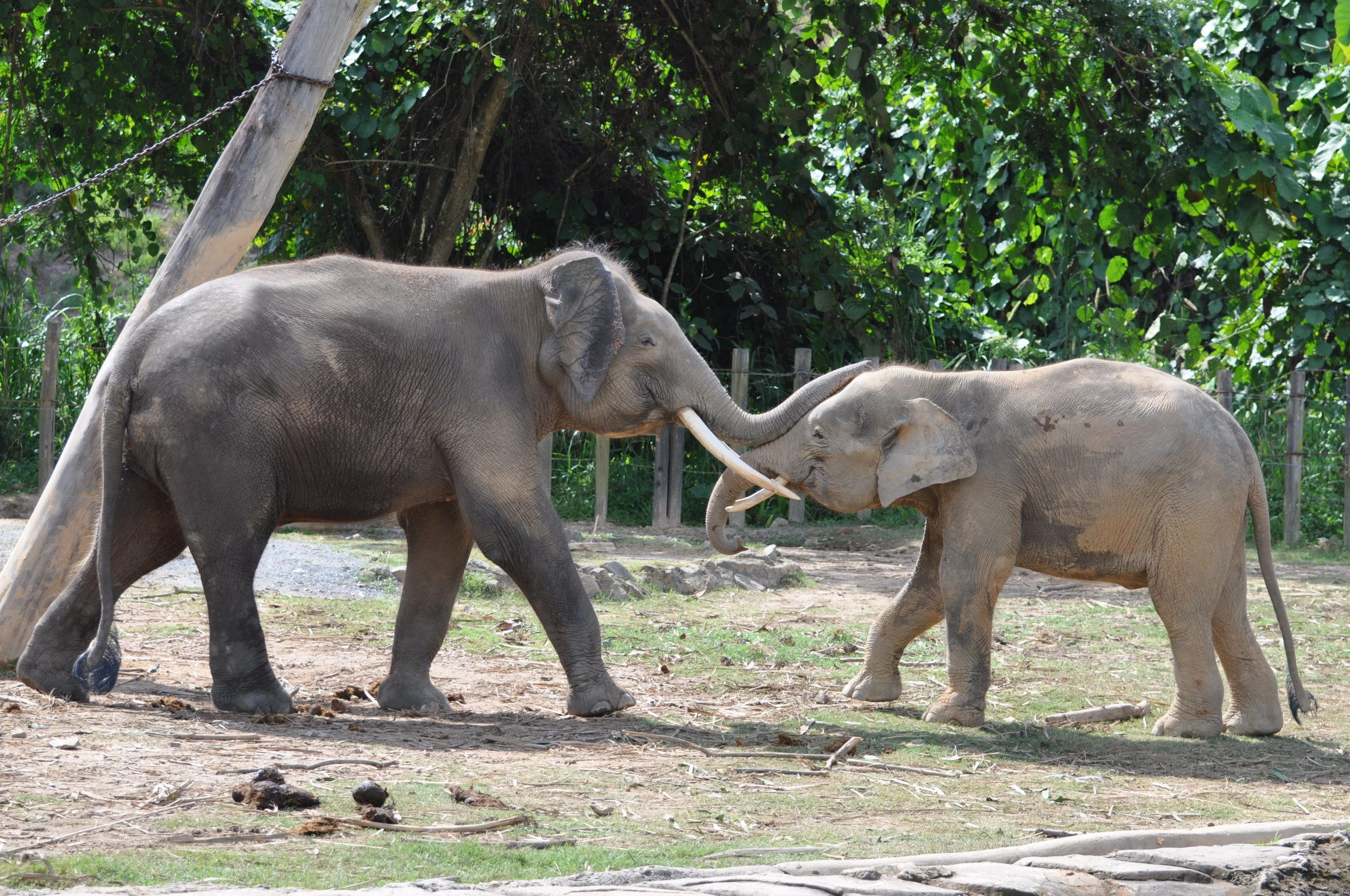 two elephants touching trunks under some trees