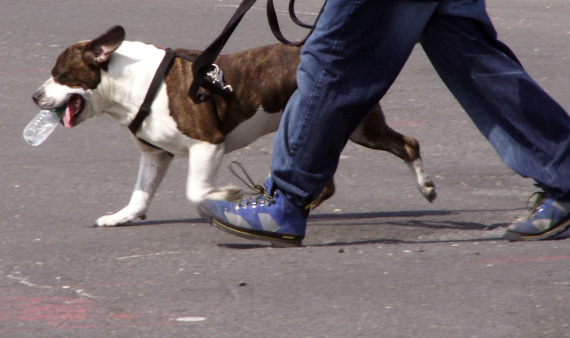 a dog that is walking down the street