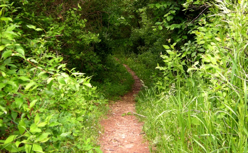 a path through a forest in a narrow place