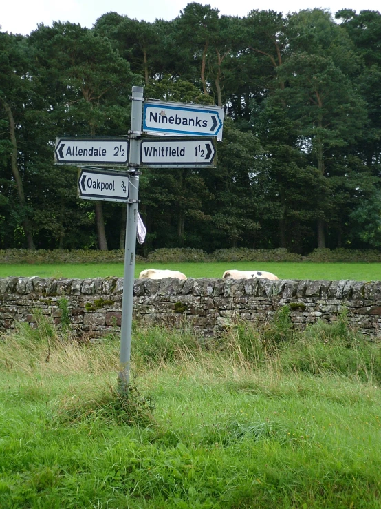 two street signs with sheep behind them near a wall