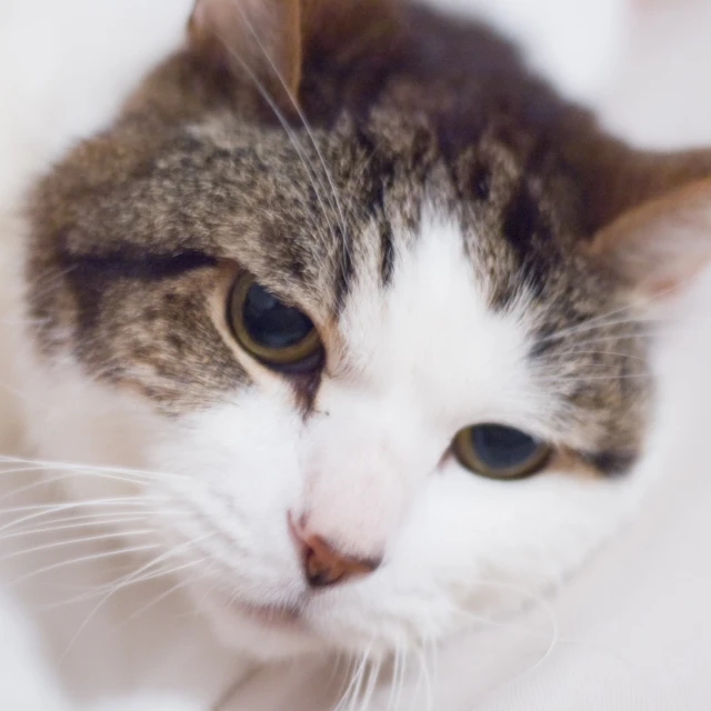 a close up picture of a cat with very large eyes