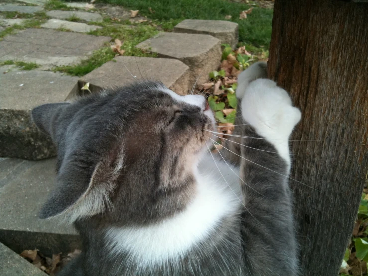 a grey and white cat with its paw up near a tree