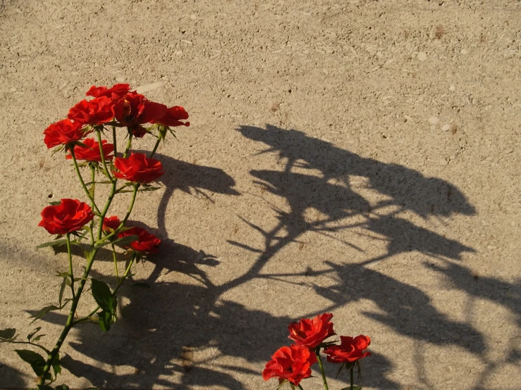 four flowers with leaves cast long shadows on the ground