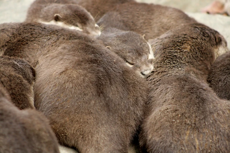 a closeup s of some furry animals