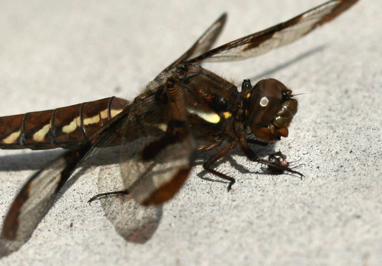 close up view of large brown and white fly sitting on surface