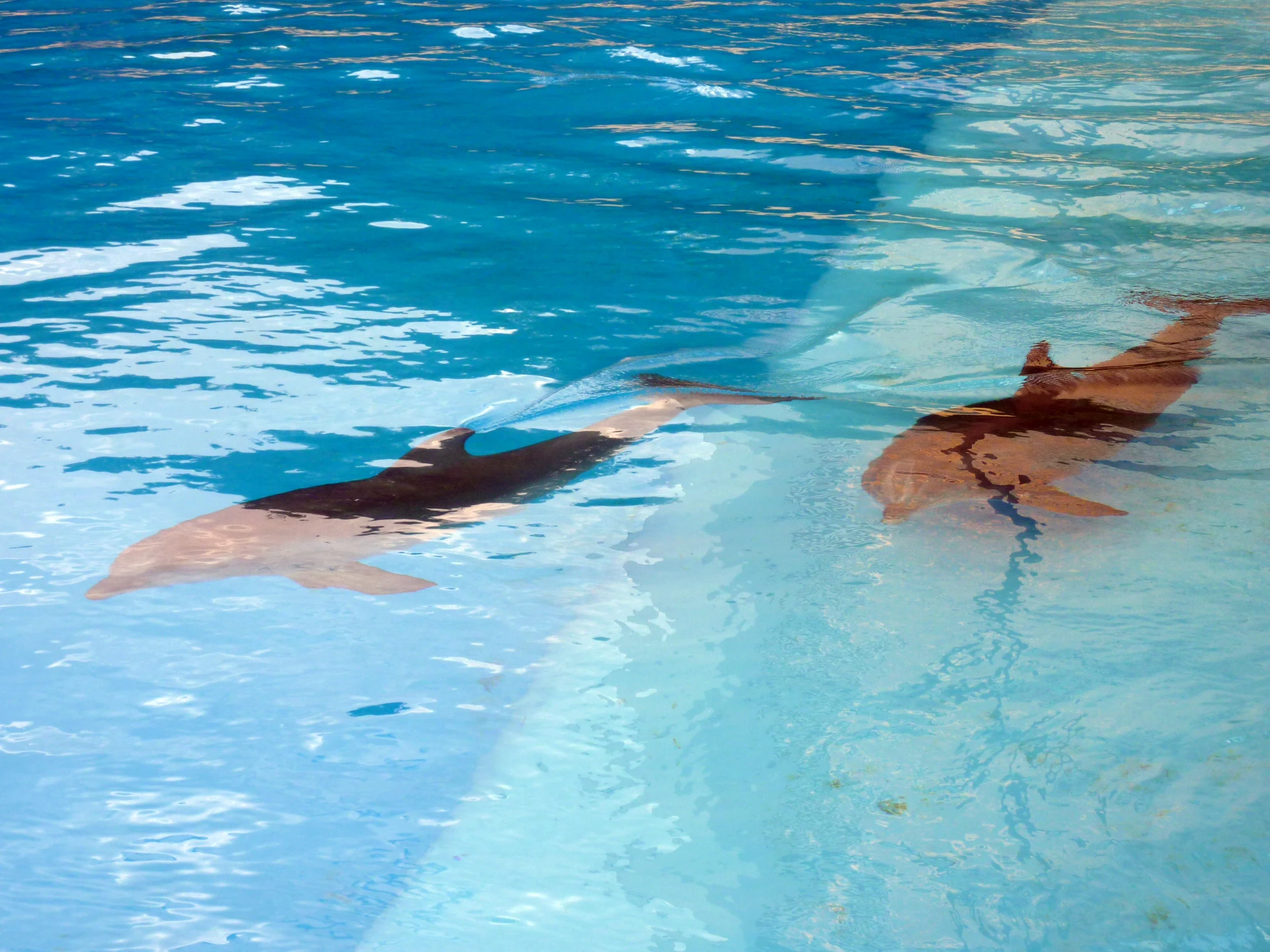 a manta ray swimming through the water with another manta