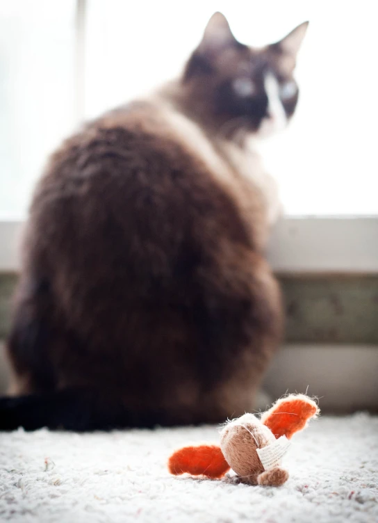 a cat that is sitting in the ground with a stuffed animal