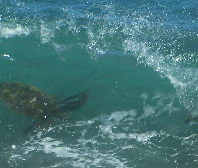 two turtle are in the water as it rides a wave