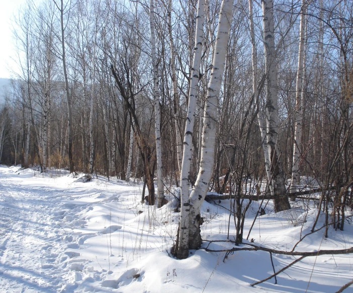 there is snow on the ground and trees