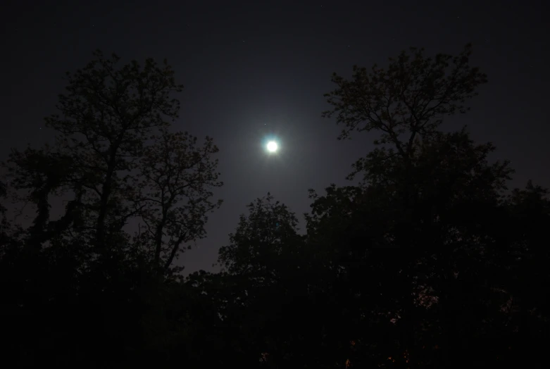 a full moon rises behind some trees