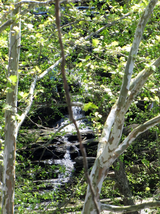 water in the middle of a green forest