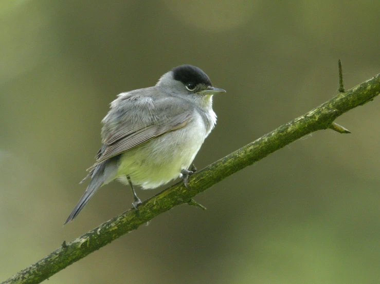 the small bird is perched on a nch