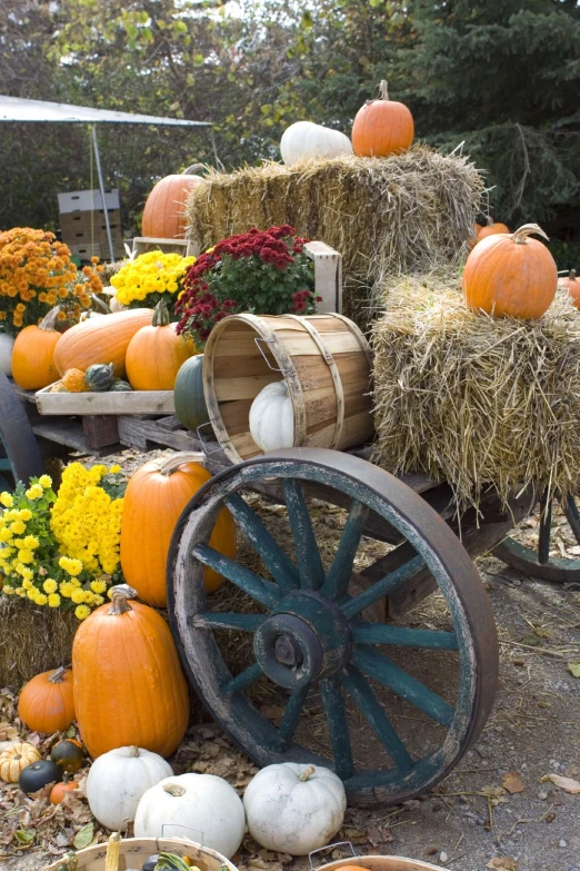 an assortment of pumpkins and gourds on display