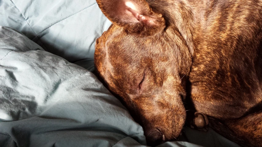 a brown dog is sleeping on a bed