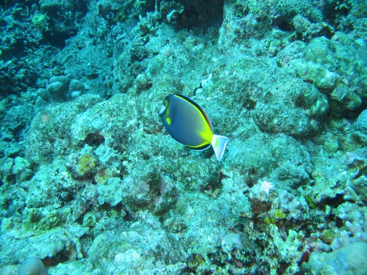 a fish swimming on the water by some corals