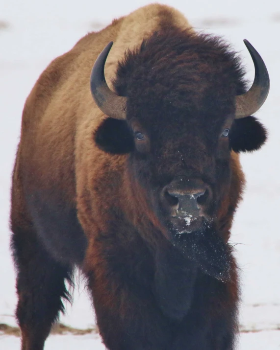 the buffalo is standing in a snowy field