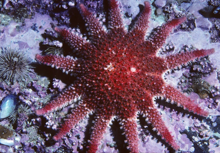 a starfish that is sitting on top of some purple coral