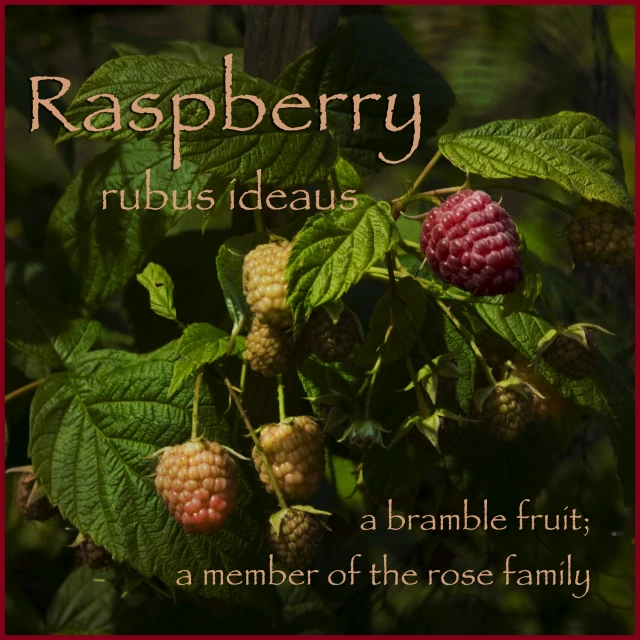 a red framed pograph with raspberry berries on it