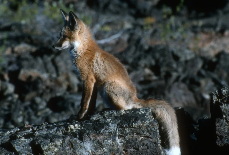 a fox is standing on top of some rocks