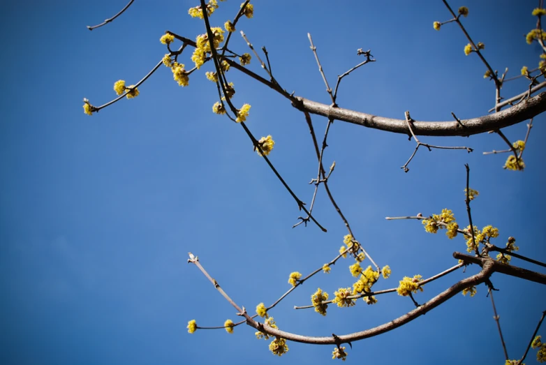 a tree nch with tiny yellow leaves on it