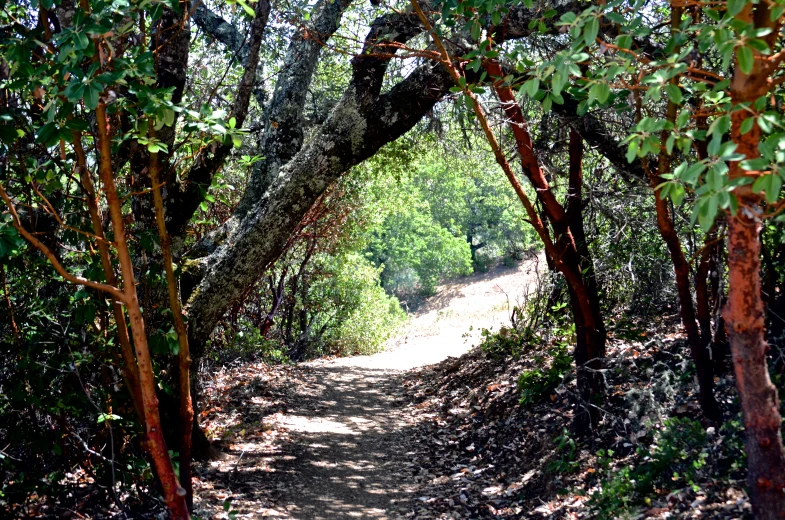 a road runs through the woods with lots of trees