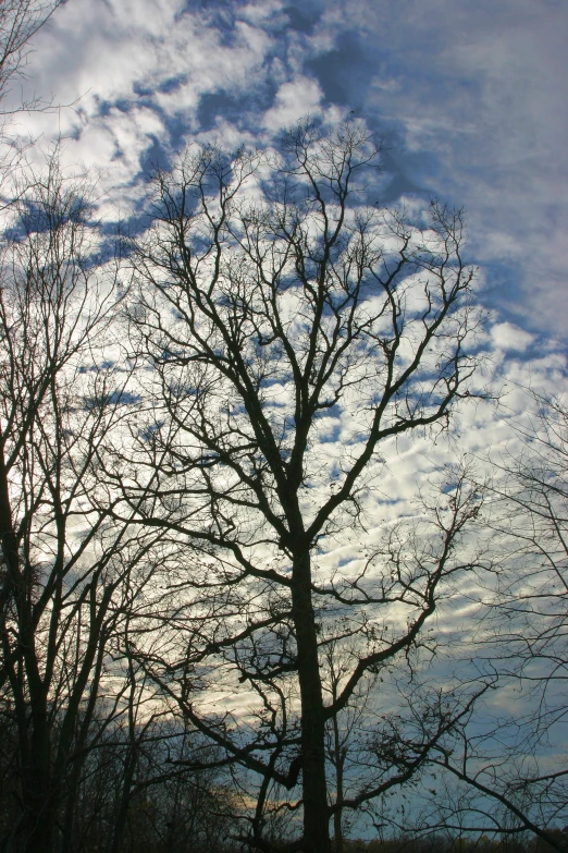 a barren tree with no leaves on a cloudy day