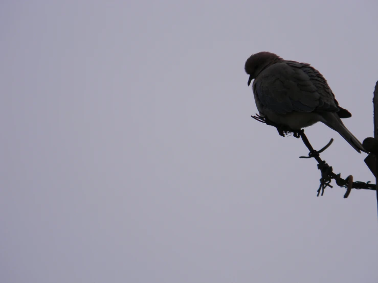 a black bird on top of a power pole