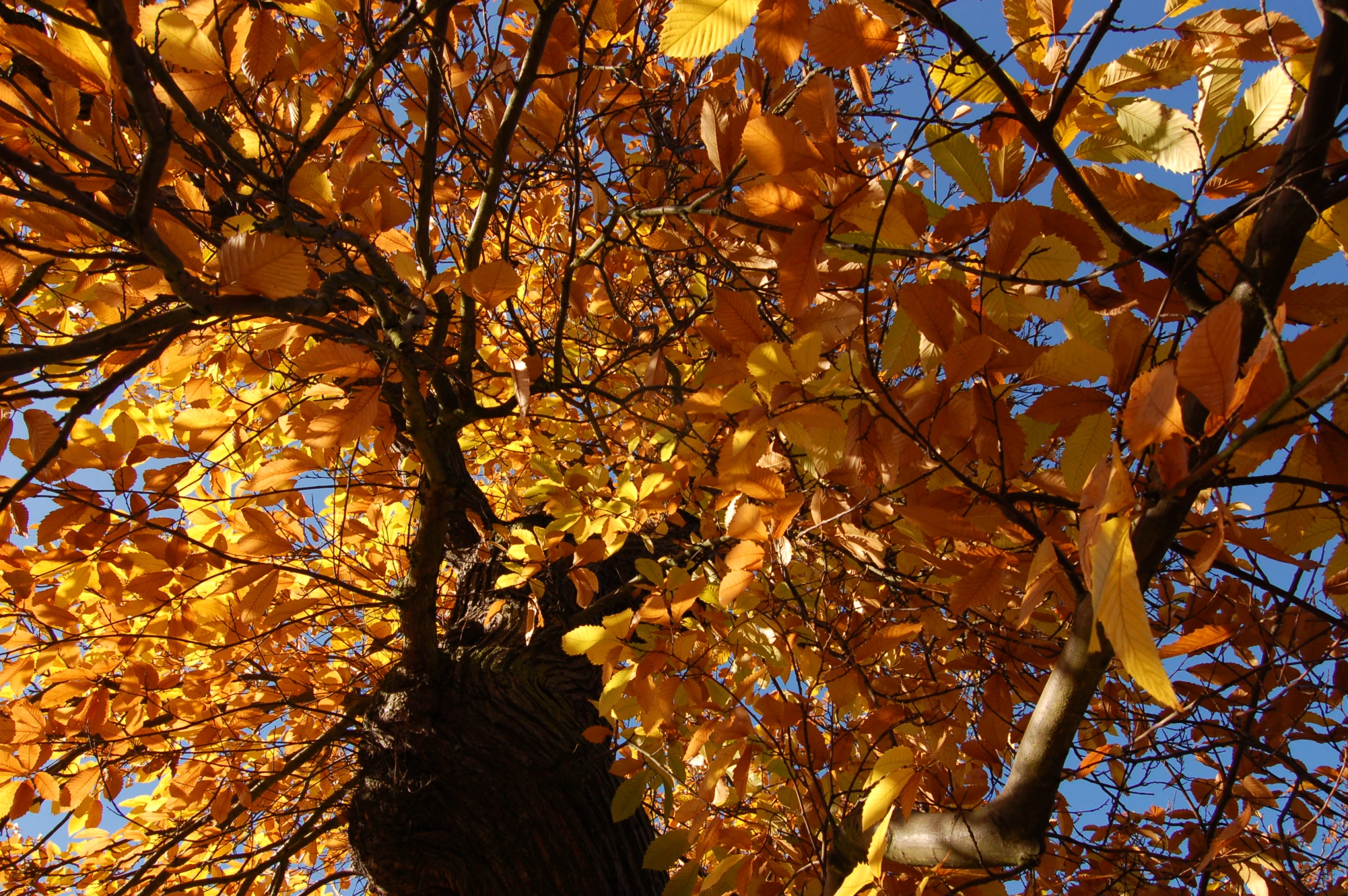 a tree with yellow and red leaves against a blue sky