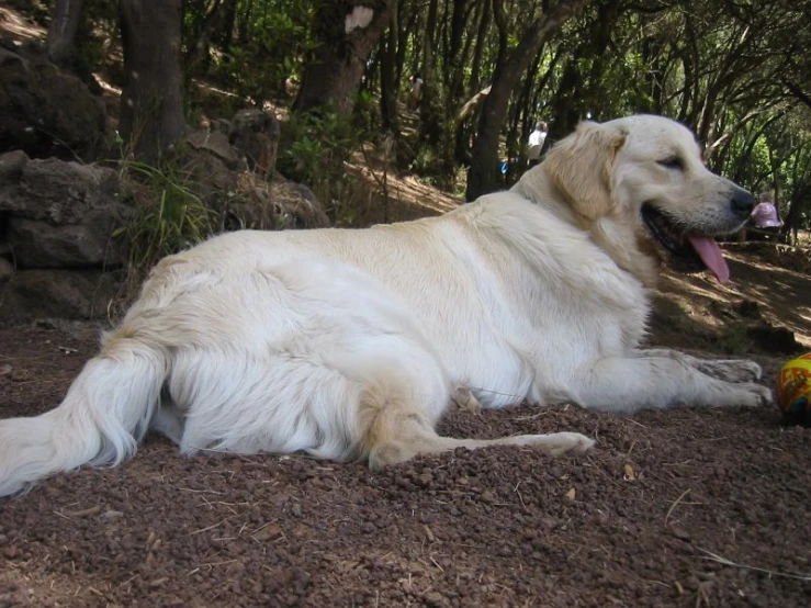 a white dog with a black muzzle lies down in the woods