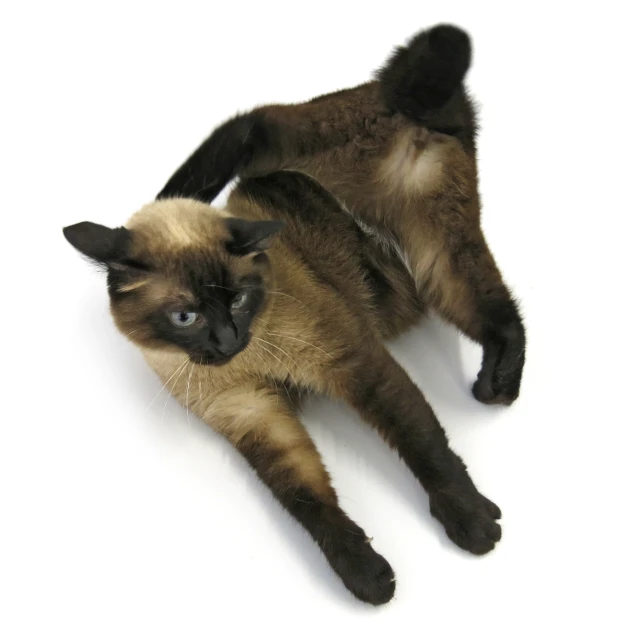 a cat lying on its back on the floor
