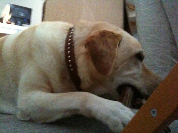 a beige dog chewing on a wooden object