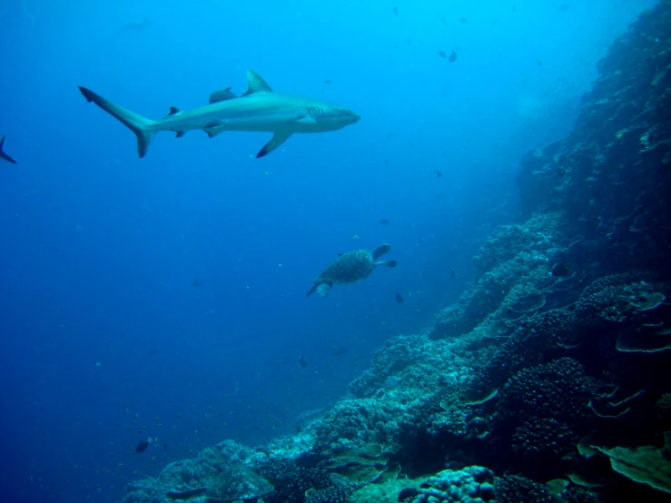 a hammer shark swimming in the blue waters