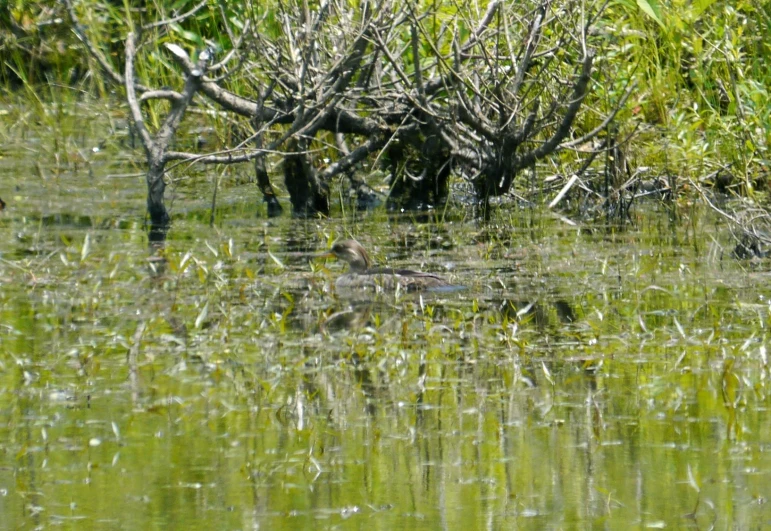 a duck is floating in some water surrounded by trees