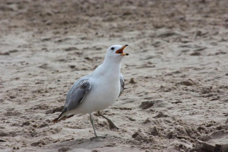 a white and grey bird with an open beak standing in the sand