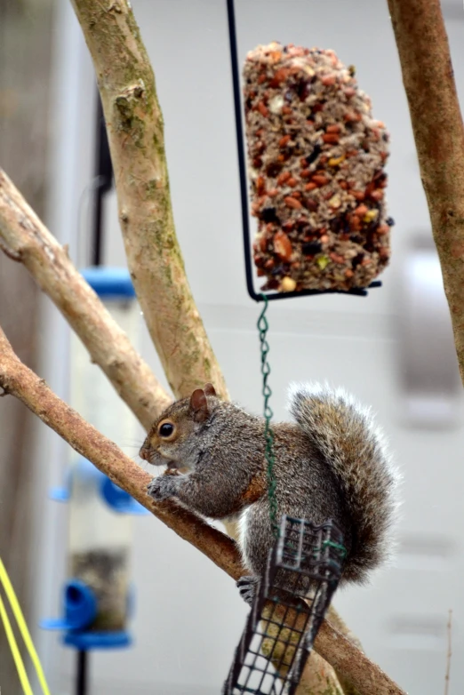 a squirrel is sitting on a tree nch and eating