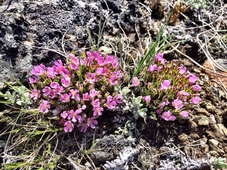 pink wildflowers growing in the rocky desert